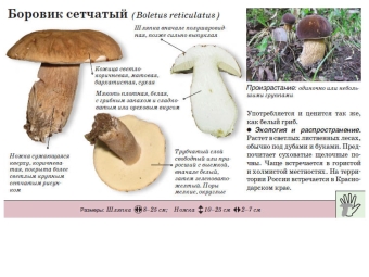 Netvormige boletus