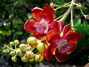 Braziliaanse walnoot bloemen