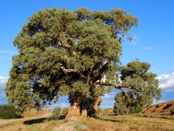 eucalyptusboom