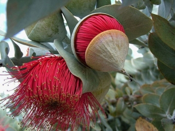 Eucalyptus bloeit rood