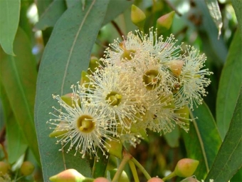 Eucalyptus bloeit wit