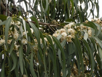 eucalyptus bladeren