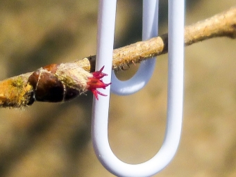 vrouwelijke hazelnootbloem