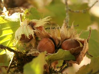 Buah hazelnut masak