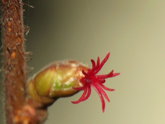 vrouwelijke hazelnootbloem