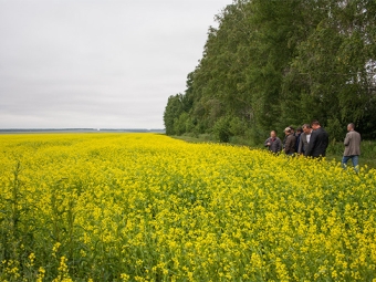 Industriële teelt van mosterd