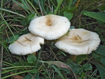 witte champignons