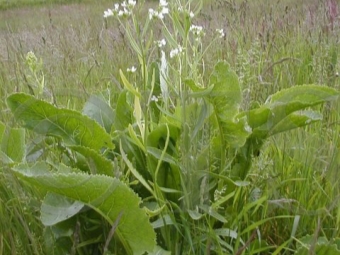 Armoracia sisymbroides