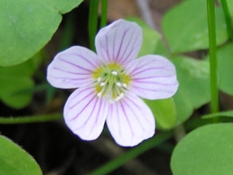 Oxalis bloem