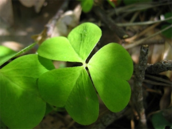 Oxalis bladeren