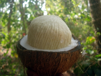 mở dừa