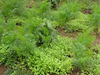 Cresson au potager