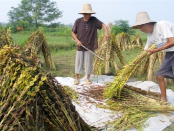 Sản xuất mè