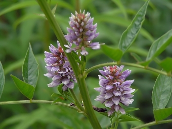 zoethout bloemen