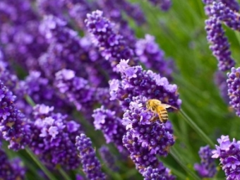 Bijen houden van lavendel