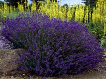 Lavendel päris- või õhukeseleheline