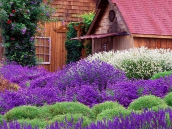 Lavendel in de tuin