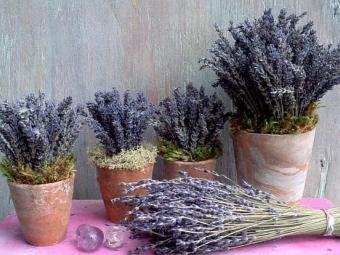 Lavendel in een pot