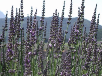 laialeheline lavendel