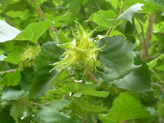 Bladeren en groen fruit van de berennoot