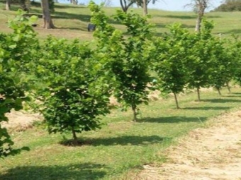 Zaailingen van berennoten planten