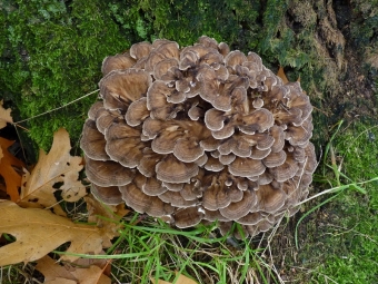 Maitake groeit in Japan, China en Tibet,