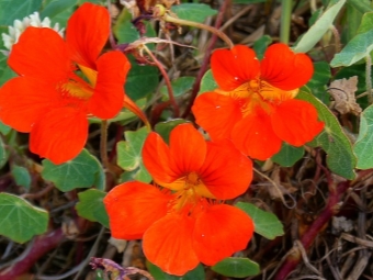 Nasturtium suur