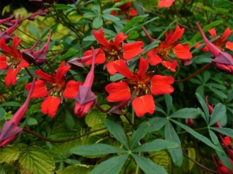 Nasturtium on ilus 