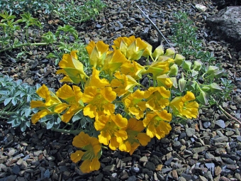 Nasturtium multifolia