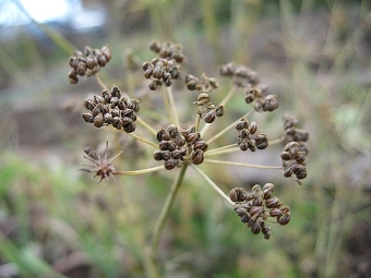 graines de persil