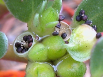 Fruits du pourpier