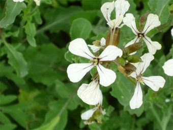 Rucola bloemen