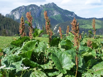 alpi hapuoblikas