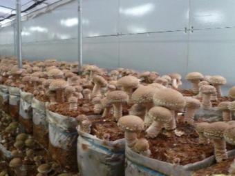 Shiitake gekweekt in zakken