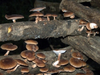 Shiitake uprawiane na kłodach