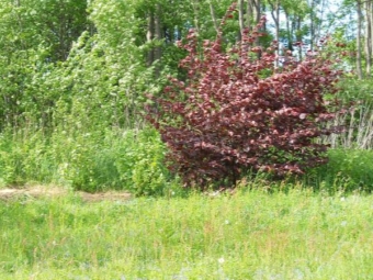 Noisettes à feuilles rouges dans le contexte de l'habituel