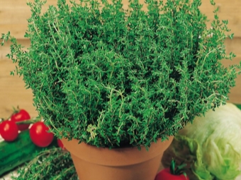 daun thyme