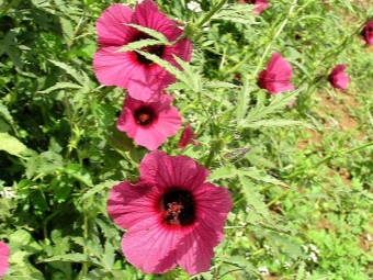 Hibiscus hennep