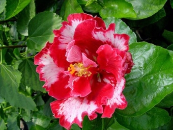 Hibiscus hiina