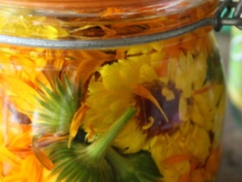 Infusie van calendula