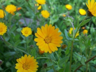 Calendula-veld