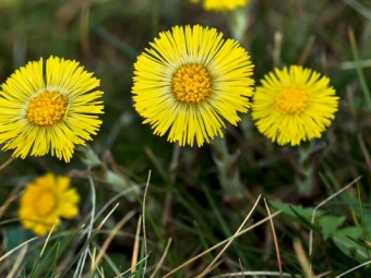 Bloemen klein hoefblad