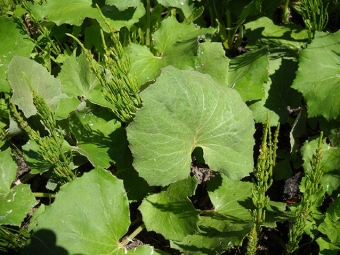 Lá coltsfoot