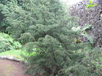 Cây bách xù Azorean