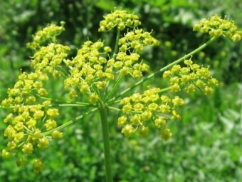 pastinaak bloemen