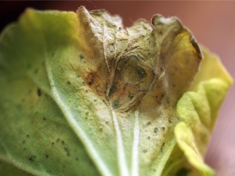 Maladies des feuilles du pélargonium