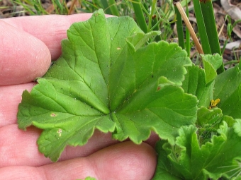 Pelargonium bladeren