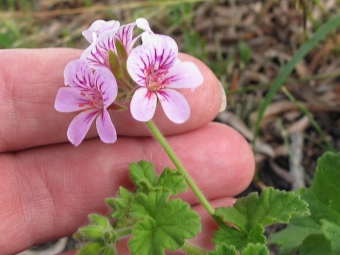 Pelargonium bloemen