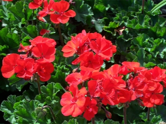 Strefa pelargonii