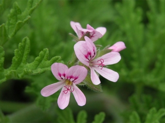 Pélargonium radens